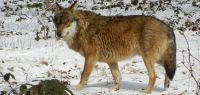 20 ein prachtexemplar von wolf im freigehege des nationalparks bayerischer wald gezoomt
